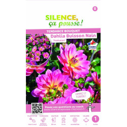 Dahlia buisson nain Profusion