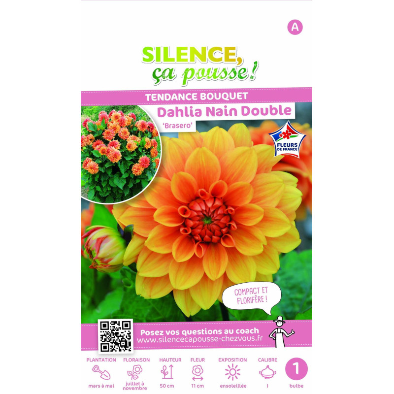 Bulbe de Dahlia nain double Brasero