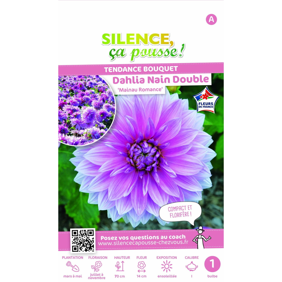 Dahlia nain double Mainau Romance Dahlia nain double Mainau Romance