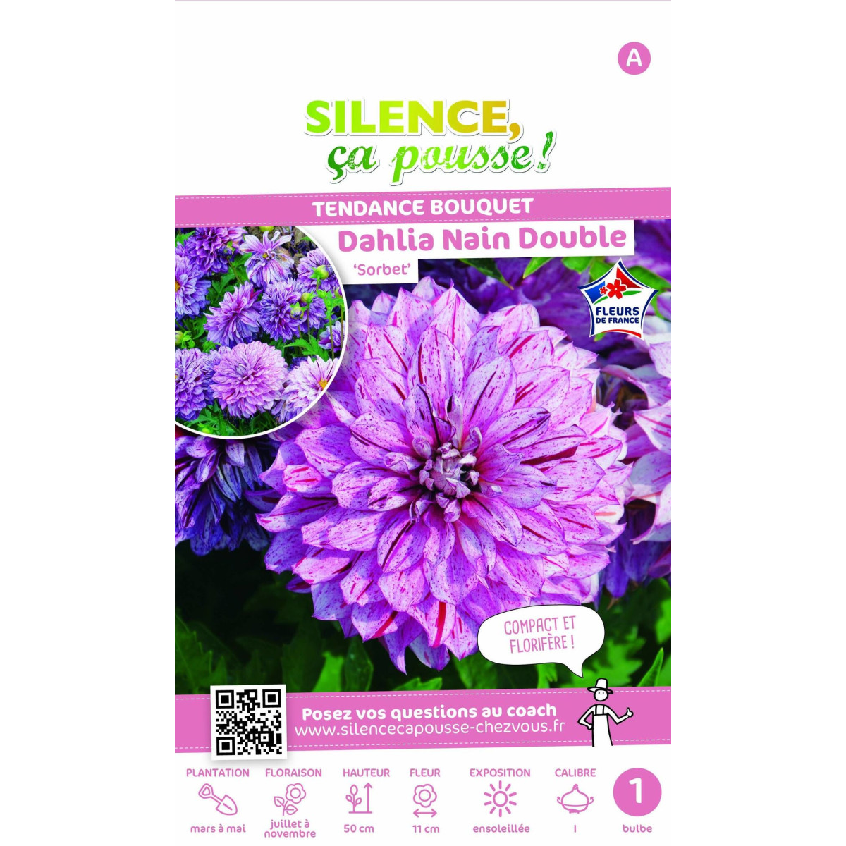 Dahlia nain double Sorbet