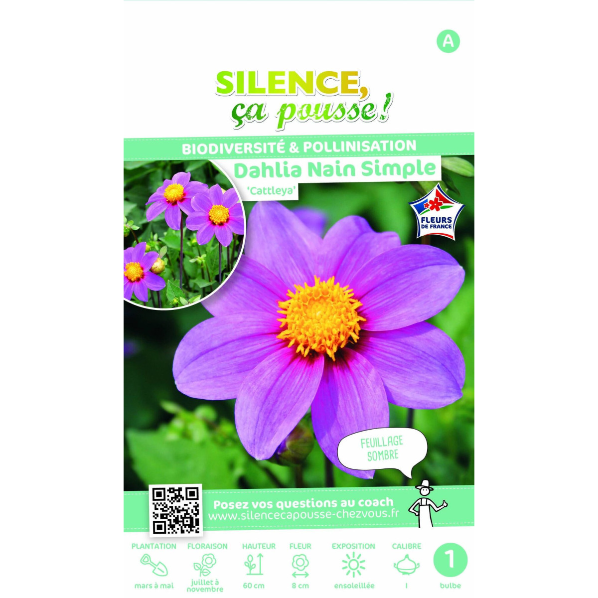 Bulbe de Dahlia simple Annabelle