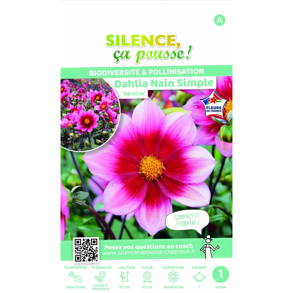 Bulbe de Dahlia simple Héroïne