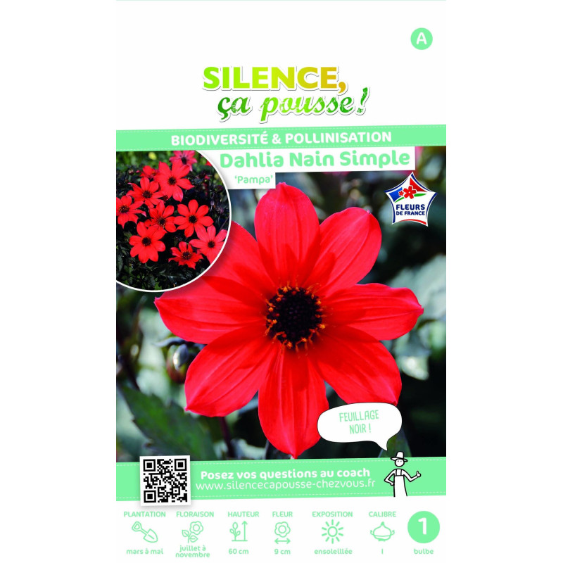 Bulbe de Dahlia simple Pampa