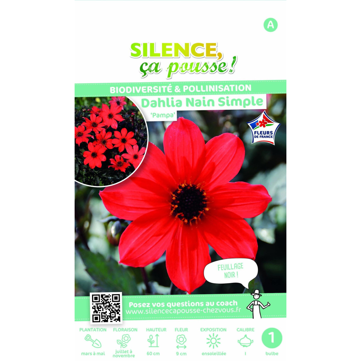 Bulbe de Dahlia simple Pampa