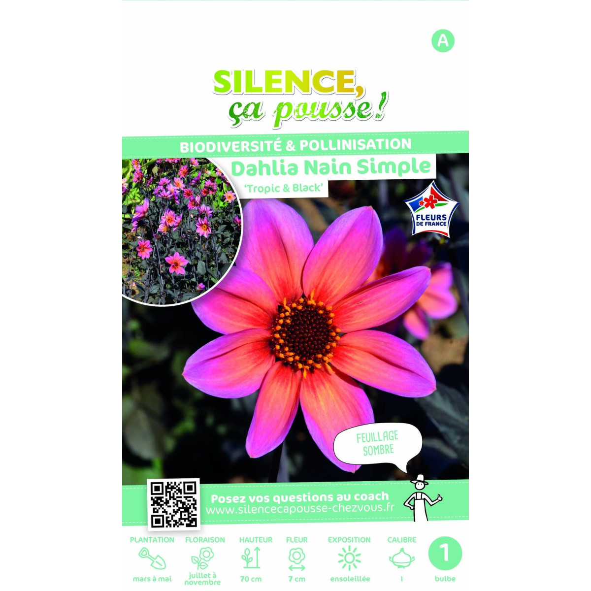 Dahlia simple Tropical & Black 