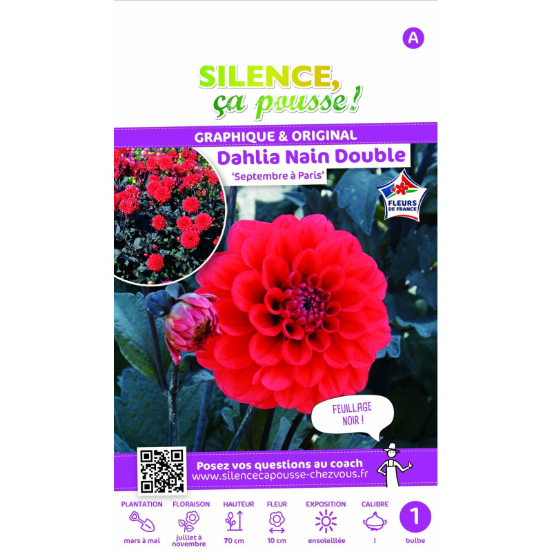 Bulbe de Dahlia nain double Septembre à Paris