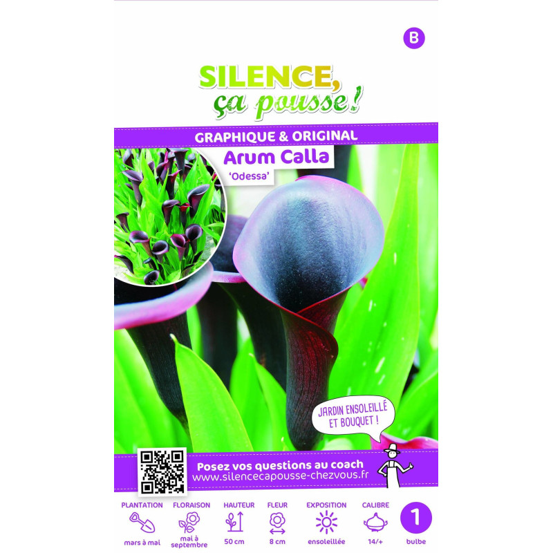 Bulbe d'Arum Calla Odessa