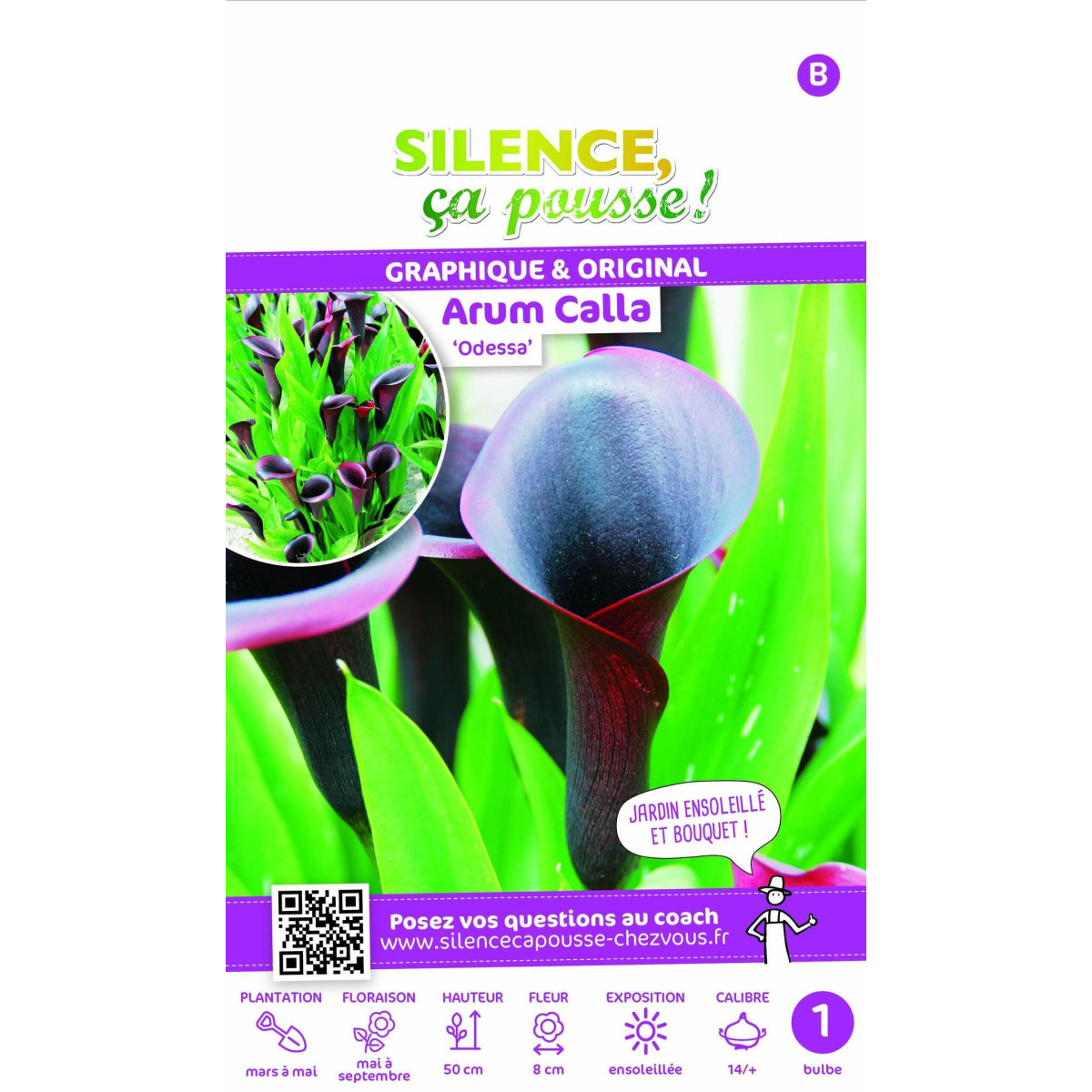 Bulbe d'Arum Calla Odessa