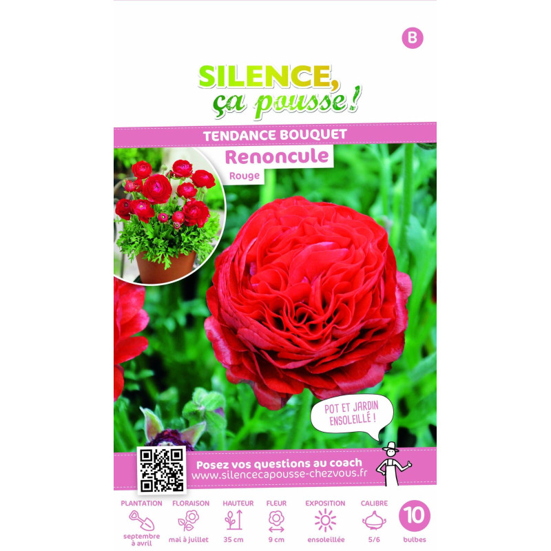 Bulbe de Renoncule rouge