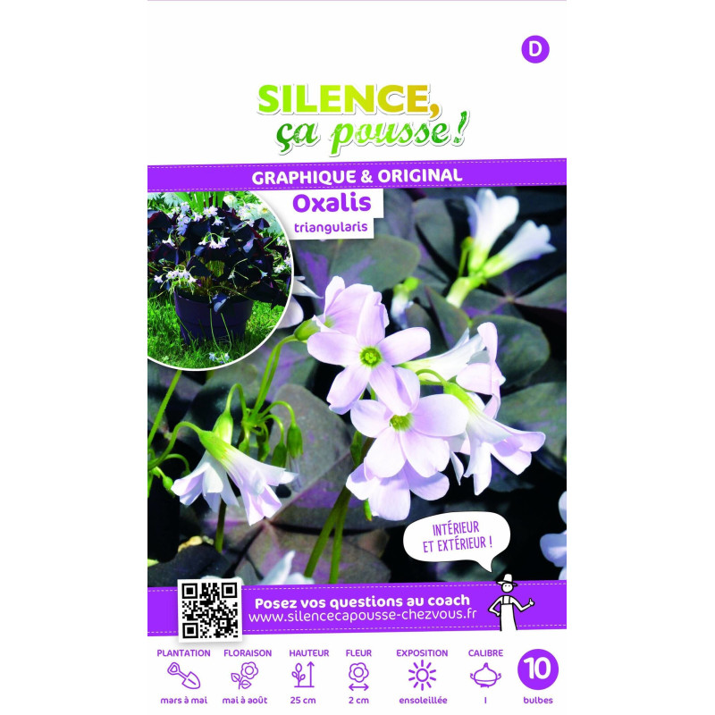 70 Graines D'Oxalis Violet - Fleurs Magnifiques Et Faciles à Cultiver Toute L'Année