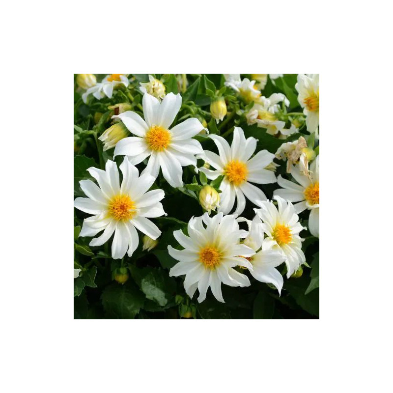 Dahlia nain simple Dazy Blanc