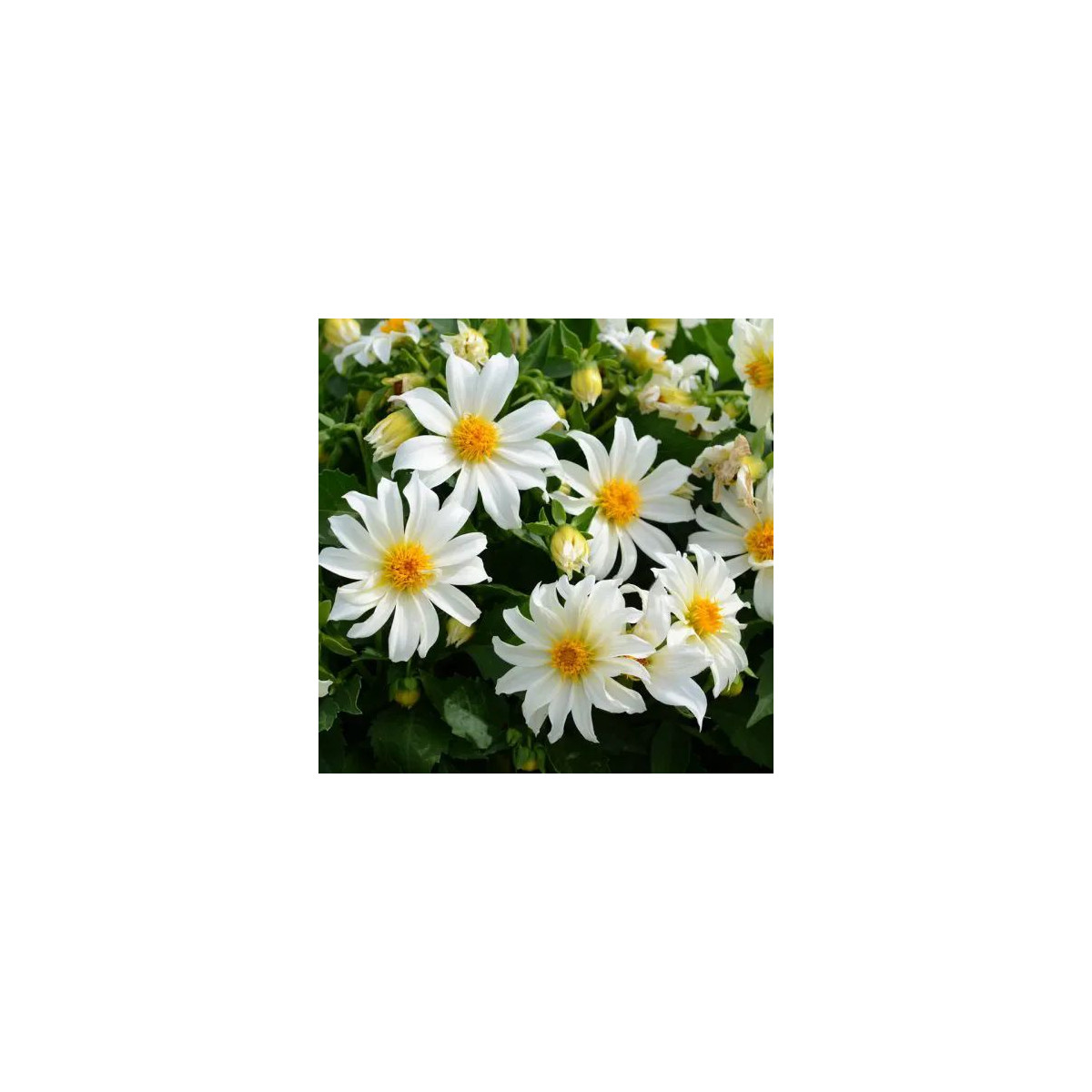 Dahlia nain simple Dazy Blanc