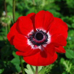 Anémones de Caen Rouge