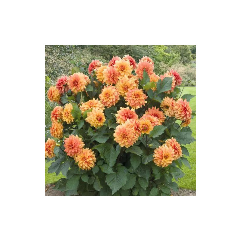 Dahlia nain double Brasero