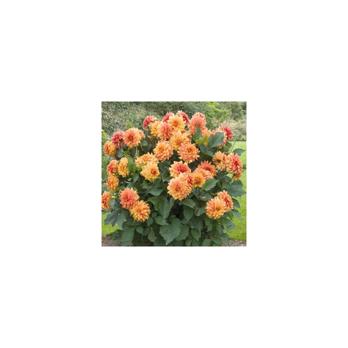 Dahlia nain double Brasero