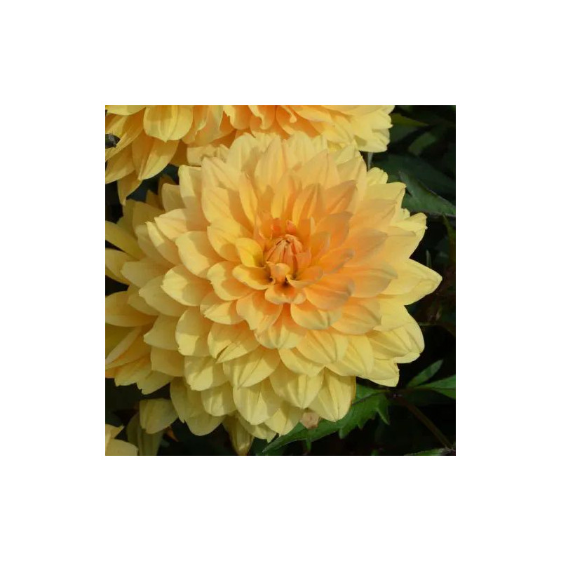 Dahlia nain double l'Aubance