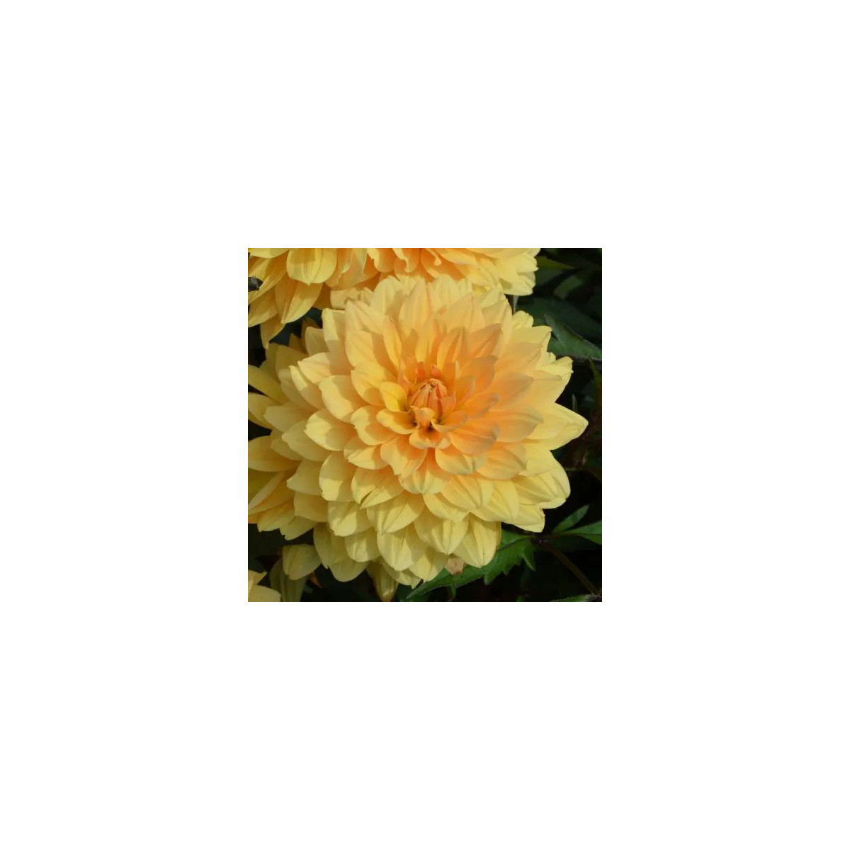 Dahlia nain double l'Aubance