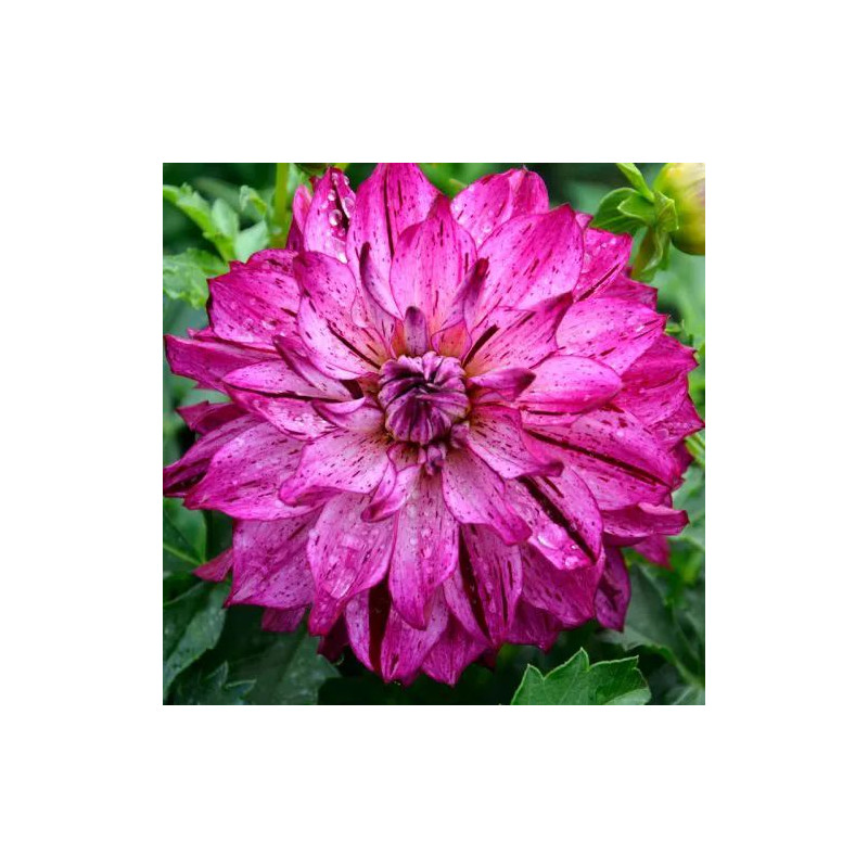 Dahlia nain double Sorbet