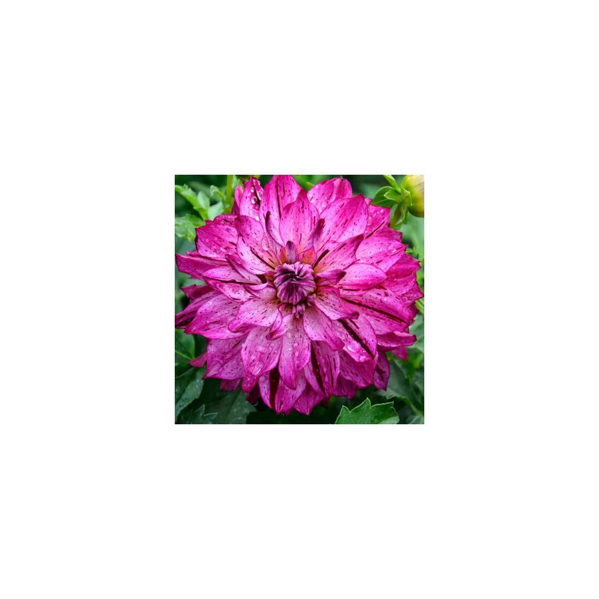 Dahlia nain double Sorbet