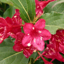 Weigela x Bristol Ruby
