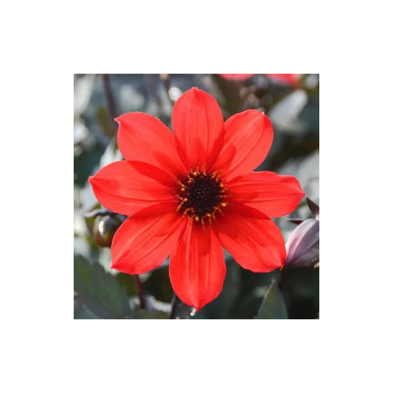 Bulbe de Dahlia simple Pampa