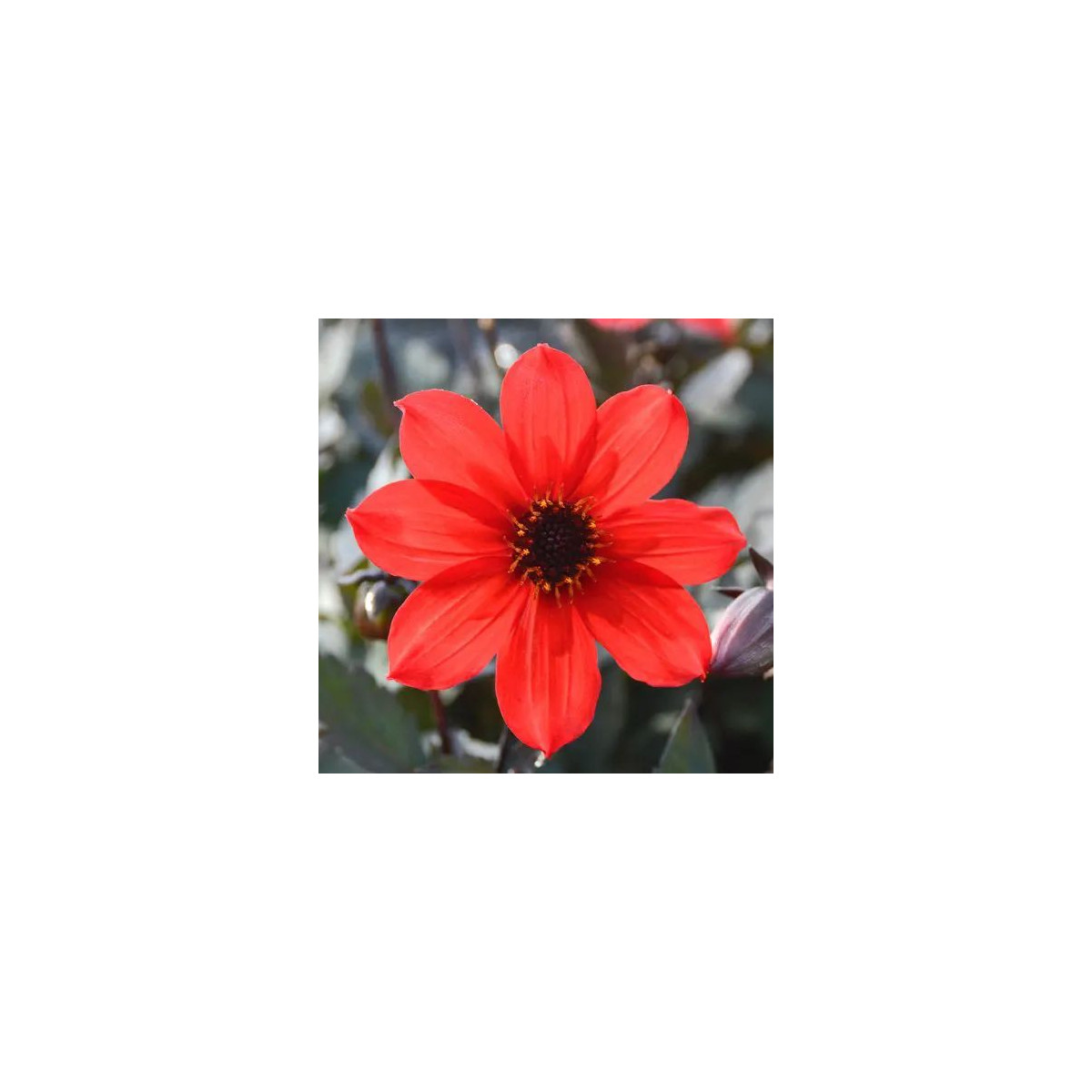 Bulbe de Dahlia simple Pampa