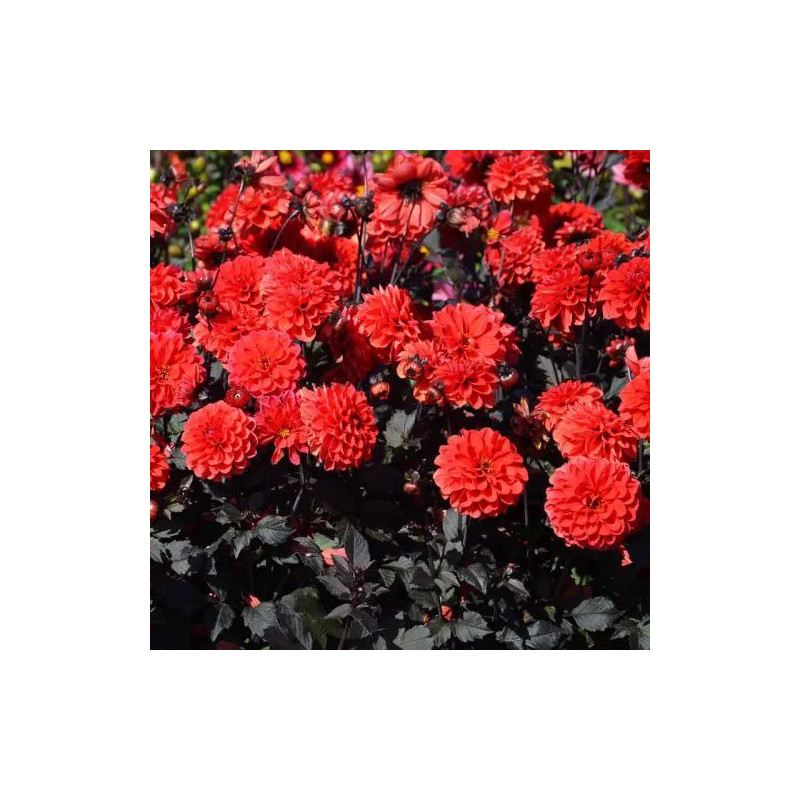 Dahlia nain double Septembre à Paris