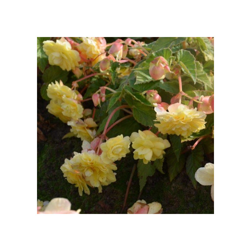 Begonia odorata Sunny Dream