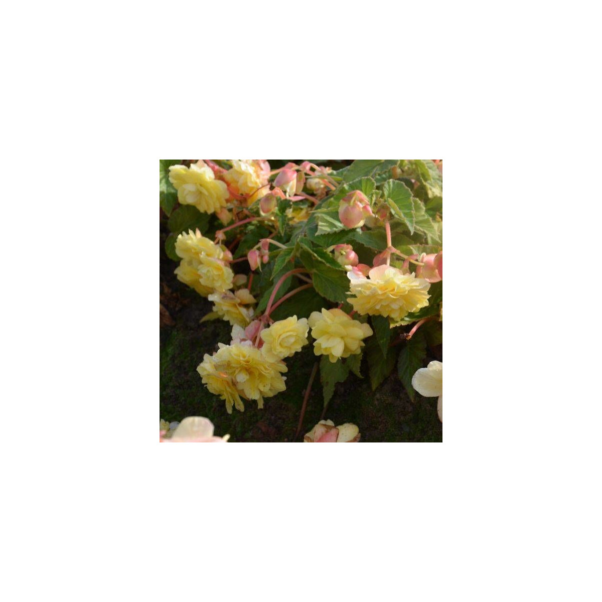 Begonia odorata Sunny Dream