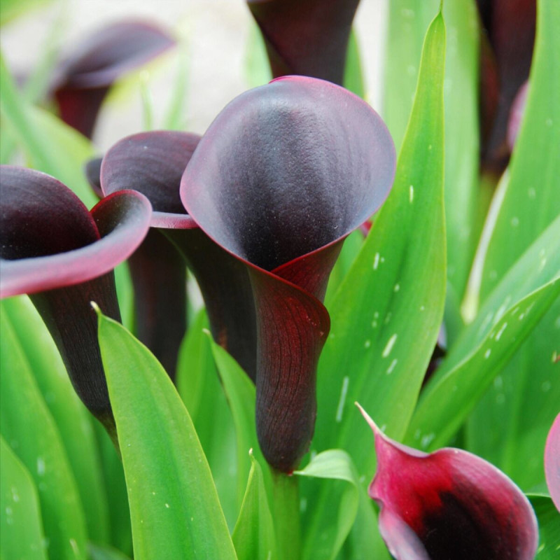Bulbe d'Arum Calla Odessa