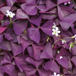 Oxalis triangularis
