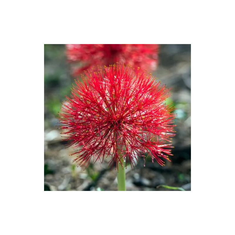 Scadoxus multiflorus