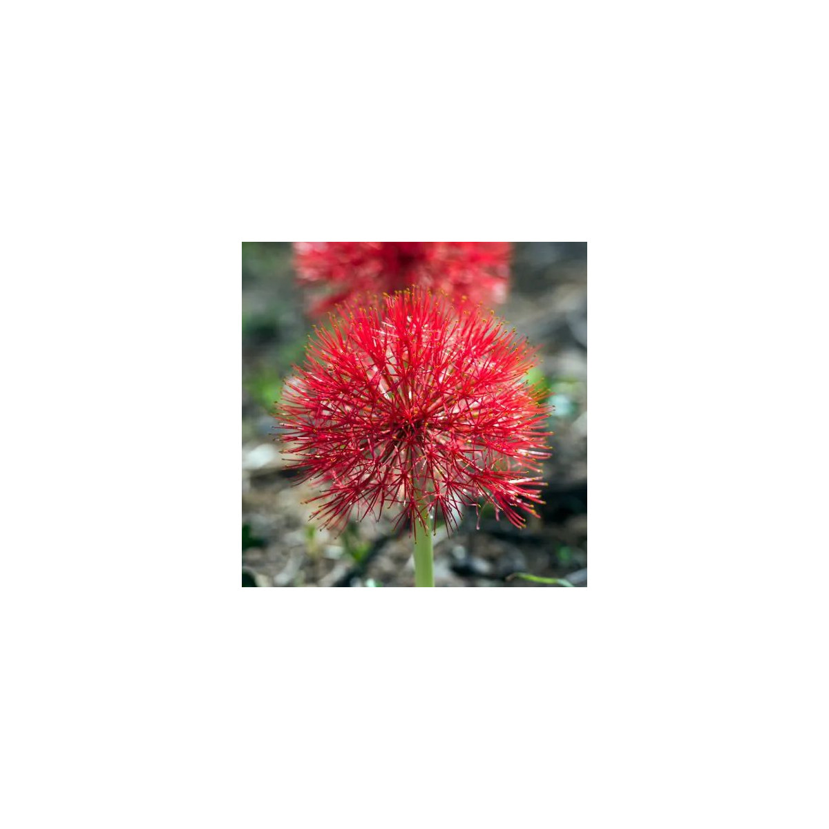Scadoxus multiflorus