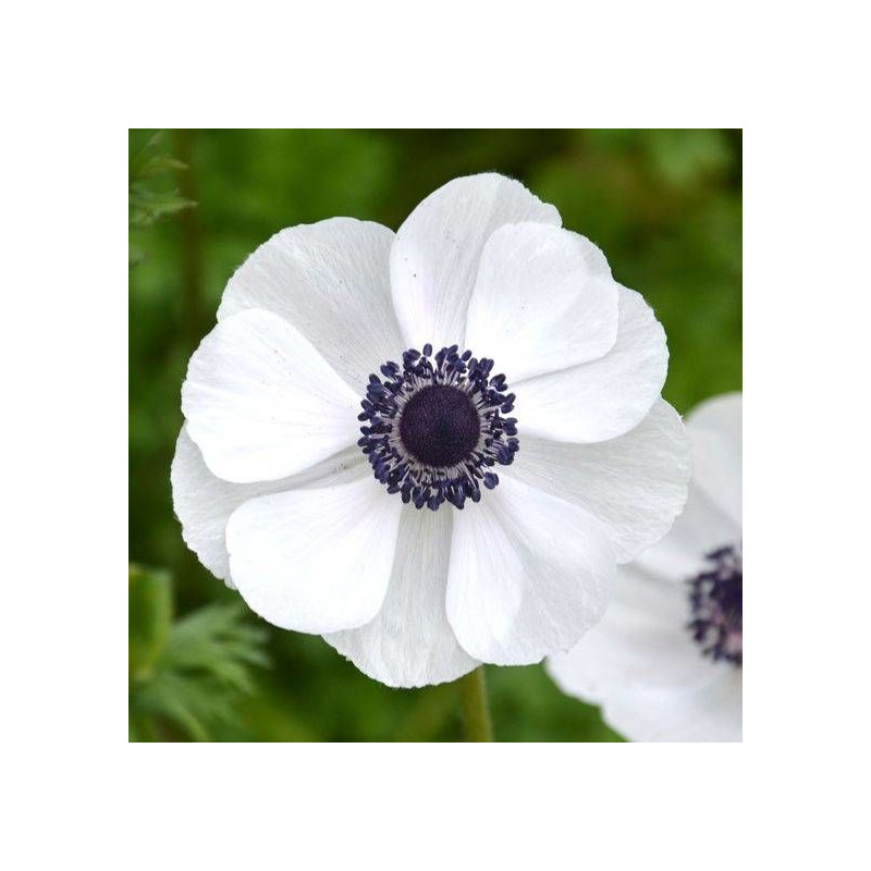 Anémones de Caen Blanche