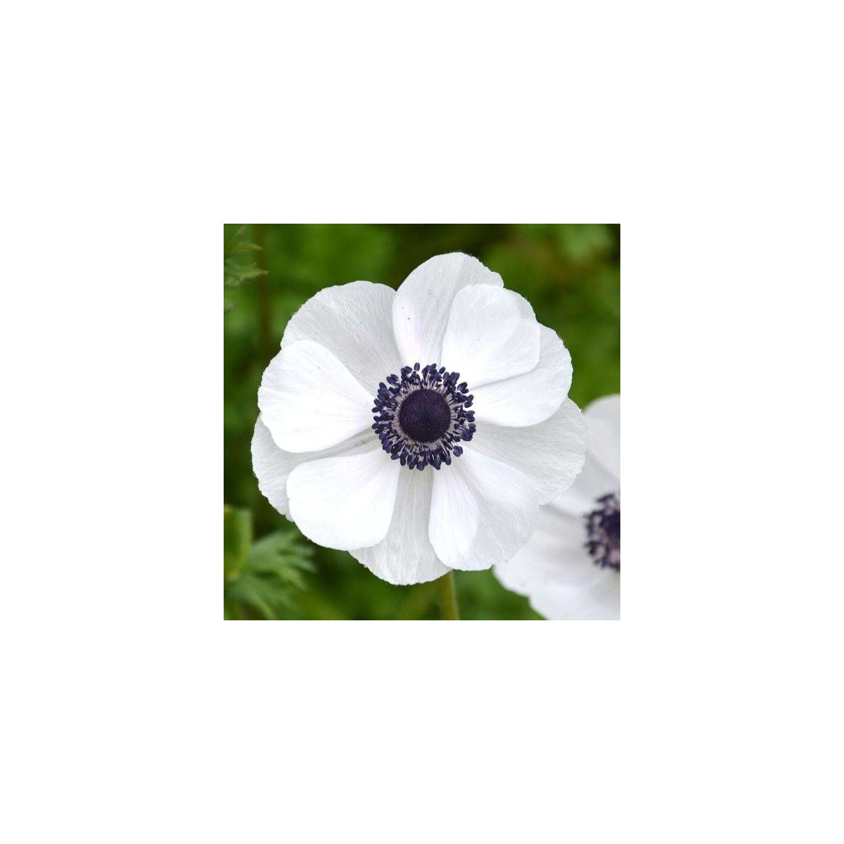 Anémones de Caen Blanche