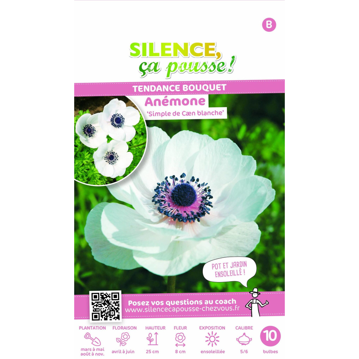 Anémones de Caen Blanche