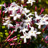 Jasmin blanc de printemps