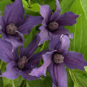 Clématite SAPHYRA® Violetta 'M32-10'