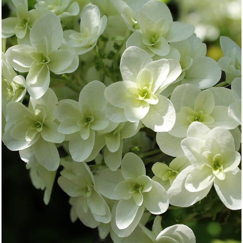 Hortensia Wedding Gown®, Hydrangea macrophylla