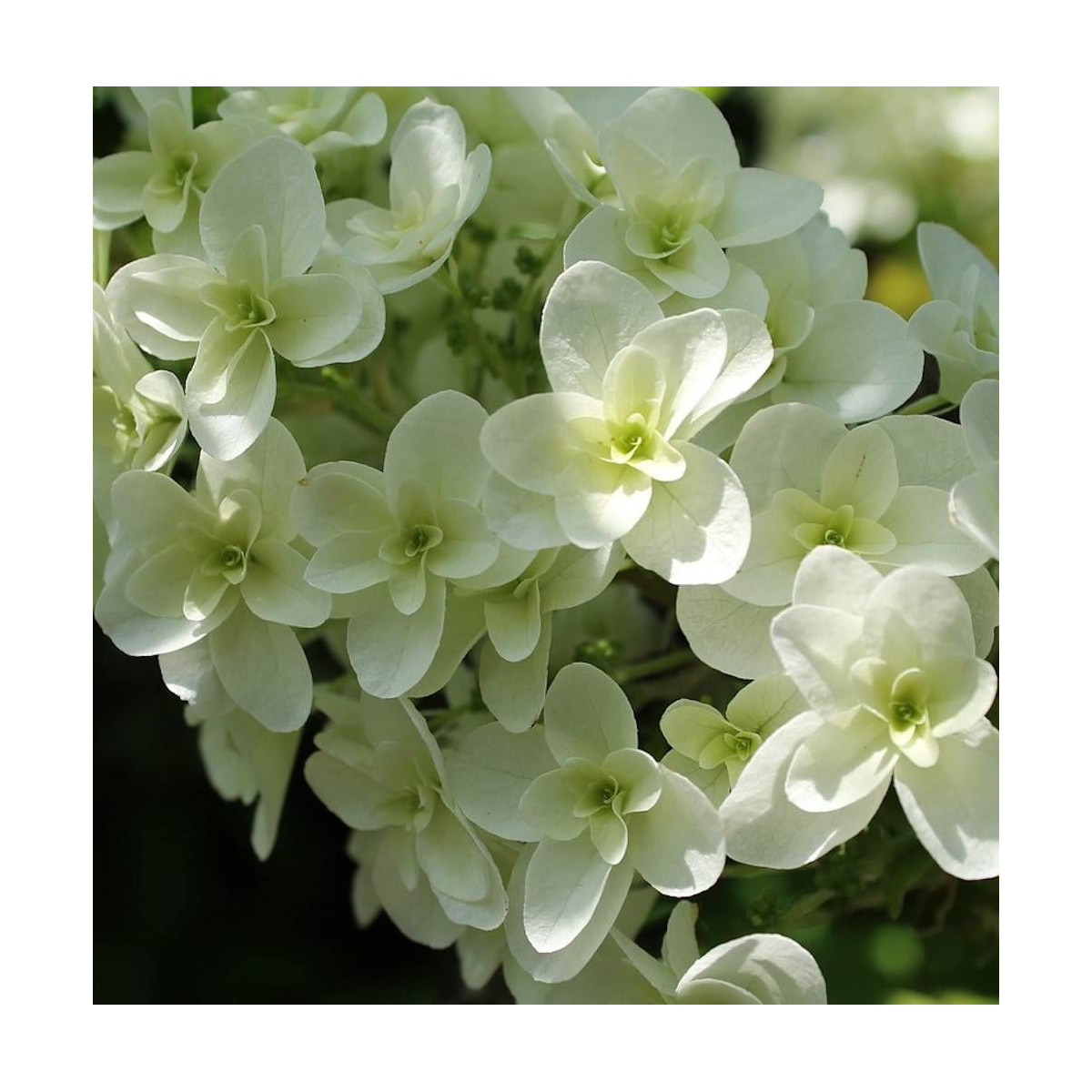 Hortensia Wedding Gown®, Hydrangea macrophylla