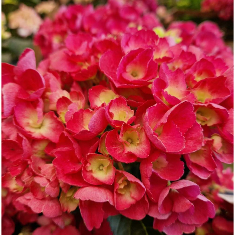 Hortensia Julisa, Hydrangea macrophylla