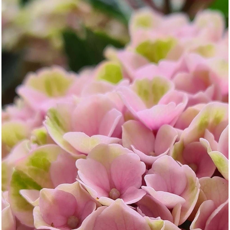 Hortensia Valvert®, Hydrangea macrophylla
