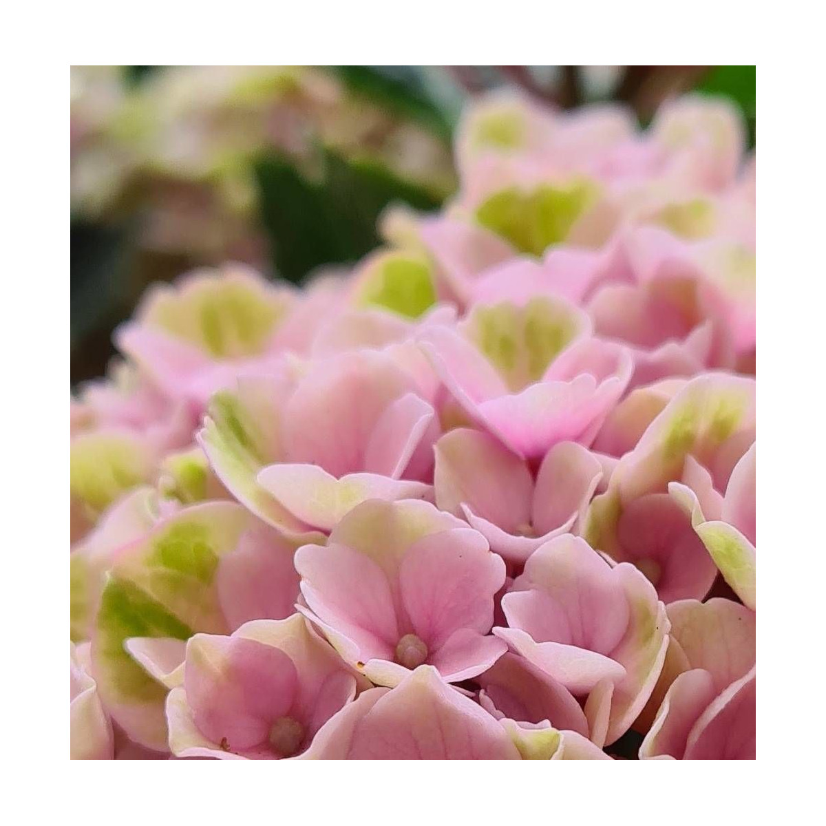 Hortensia 'Valvert'®, Hydrangea macrophylla