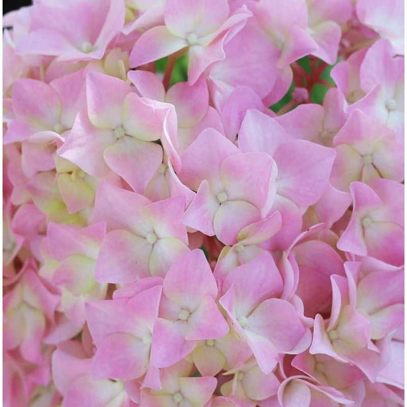 Hortensia French Bolero® 'Bolero', Hydrangea macrophylla