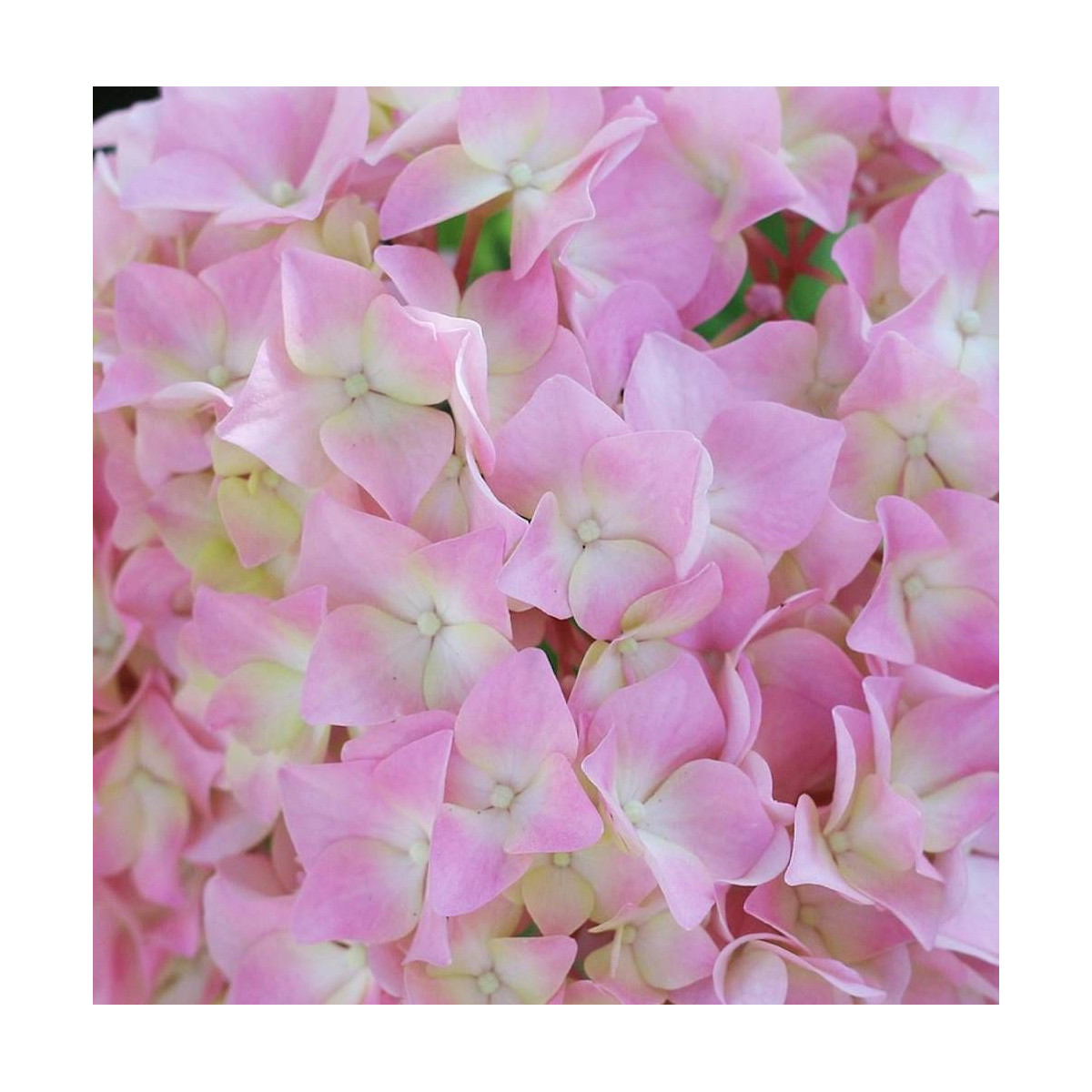Hortensia French Bolero® 'Bolero', Hydrangea macrophylla