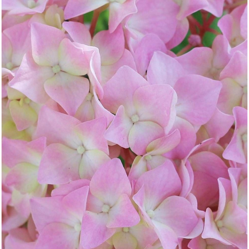 Hortensia Tinkerbell®, Hydrangea macrophylla