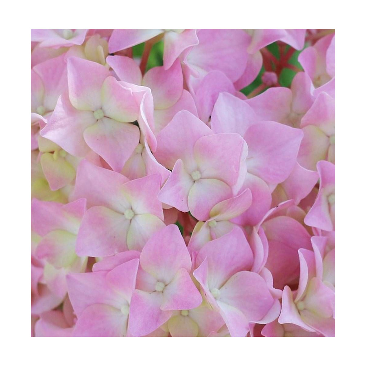 Hortensia Tinkerbell®, Hydrangea macrophylla