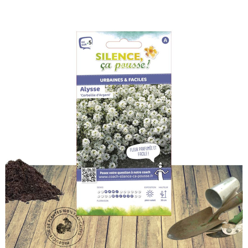 Graines d'Alysse odorante blanche