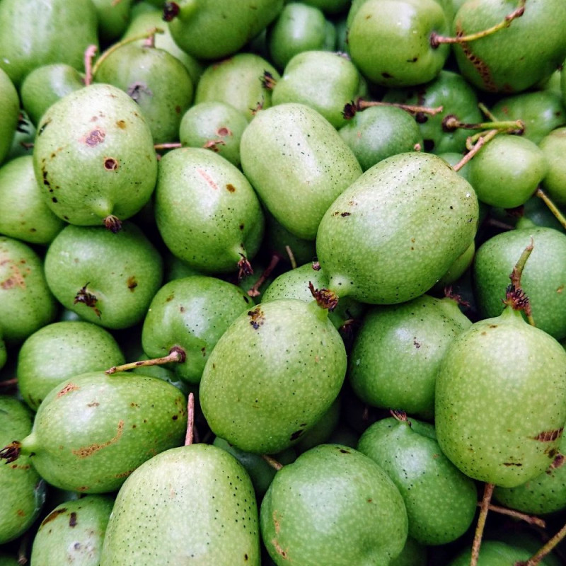 Kiwi de Sibérie Chang Bai Giant (Femelle), Actinidia arguta, Kiwaï