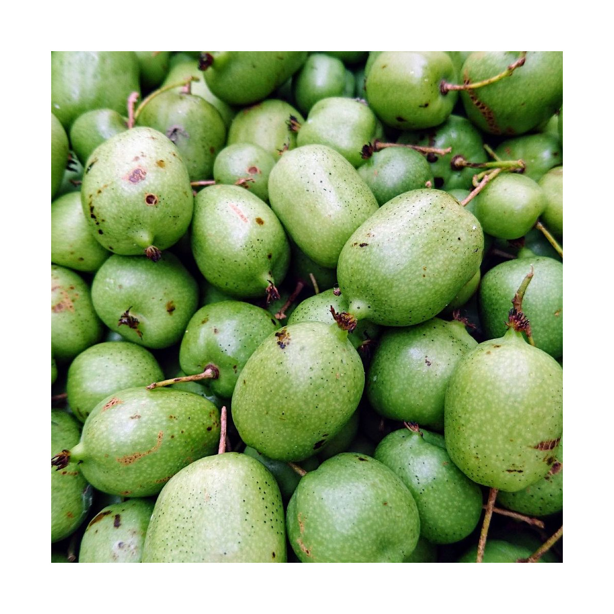 Kiwi de Sibérie Chang Bai Giant (Femelle), Actinidia arguta, Kiwaï